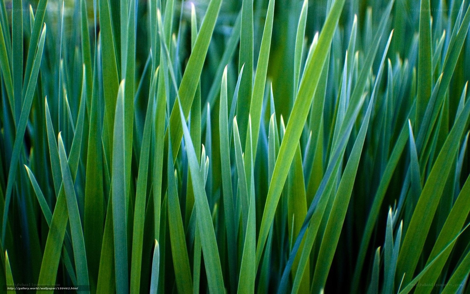 Green grass blades close-up