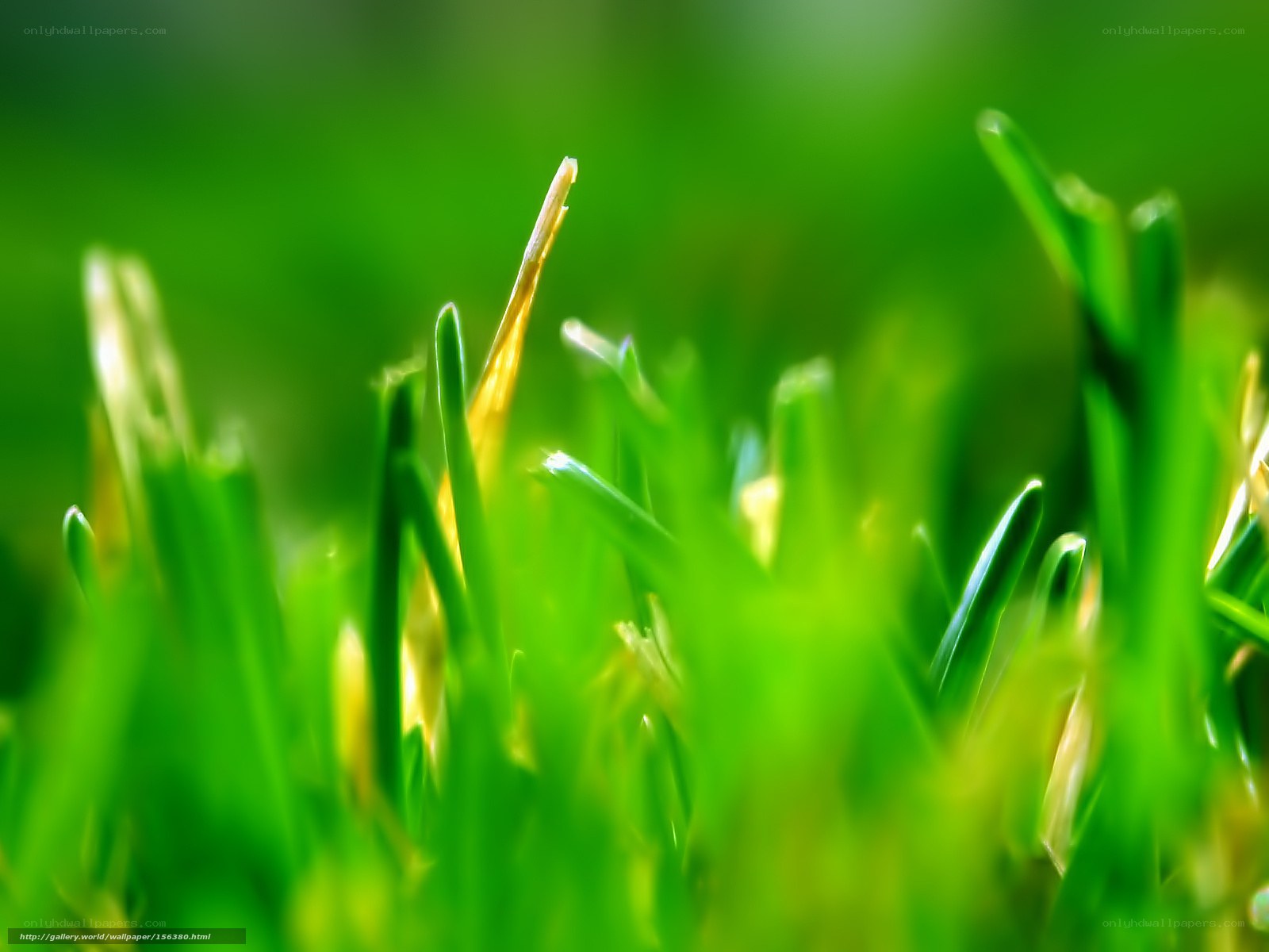 green grass blades close-up