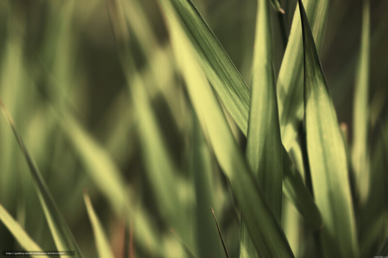 green grass blades close-up