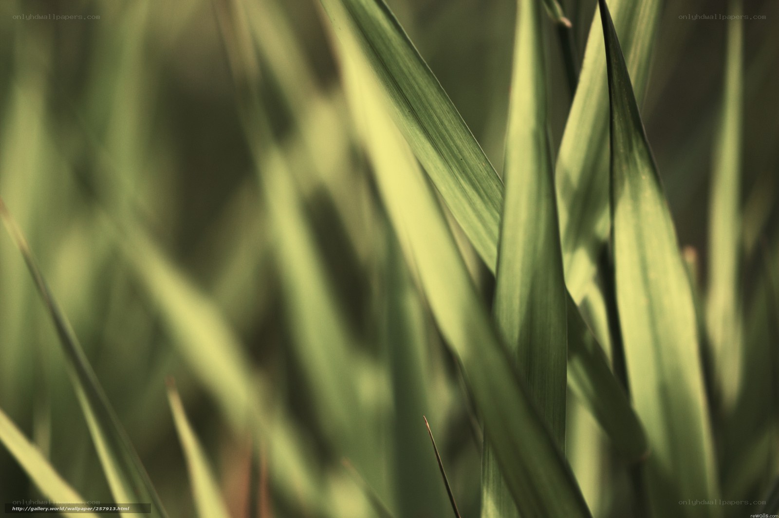 green grass blades close-up