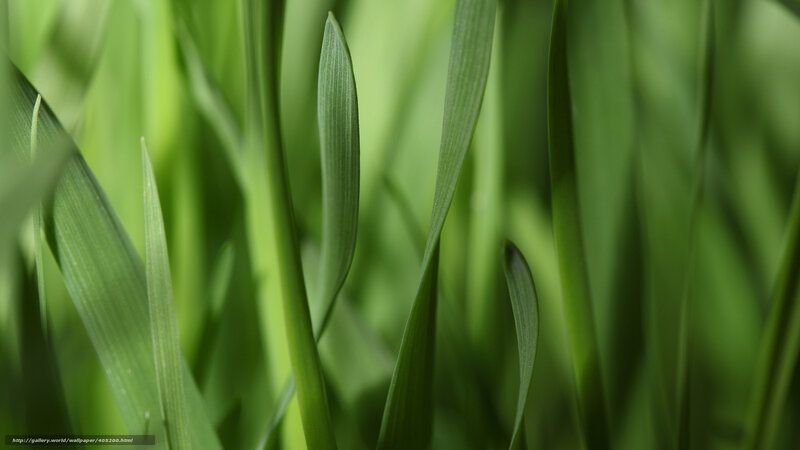 Green grass blades close-up