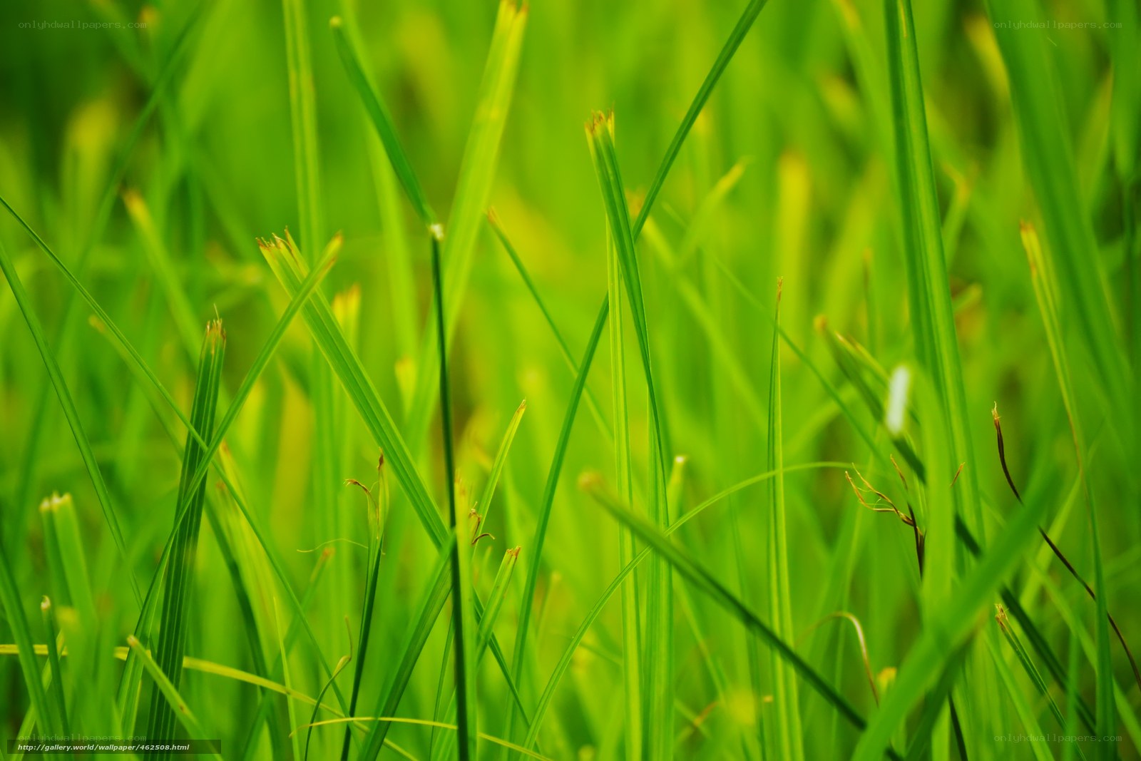 green grass blades close-up