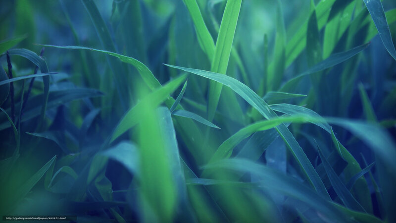 green grass blades close-up