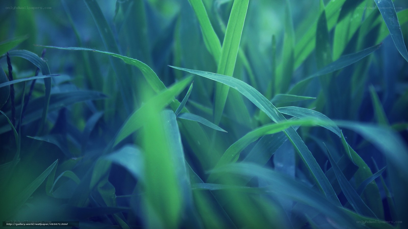 green grass blades close-up