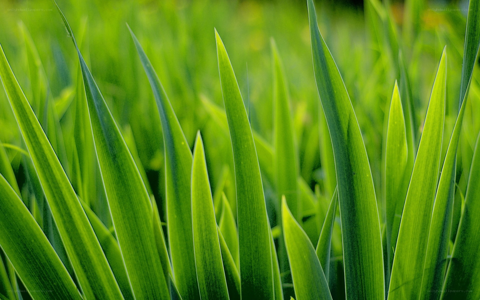 green grass blades close-up