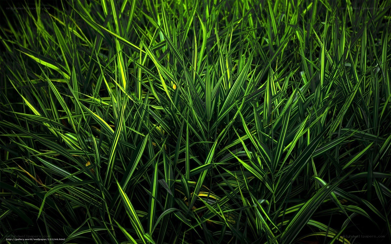 Green grass blades close-up