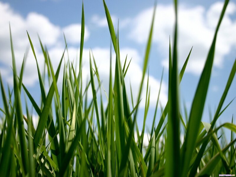 Green Grass Blades — Clouds