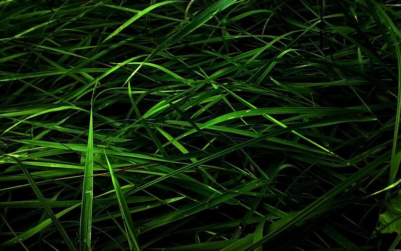 Green Grass Blades — Dark, Night