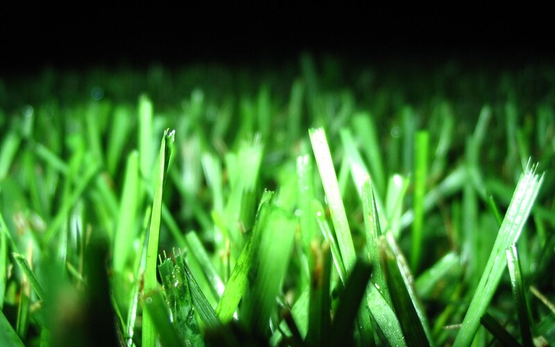 Green Grass Blades — Dark