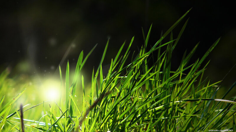Green Grass Blades — Dramatic, Morning, Photograph