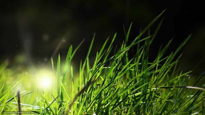 Green Grass Blades — Dramatic, Morning