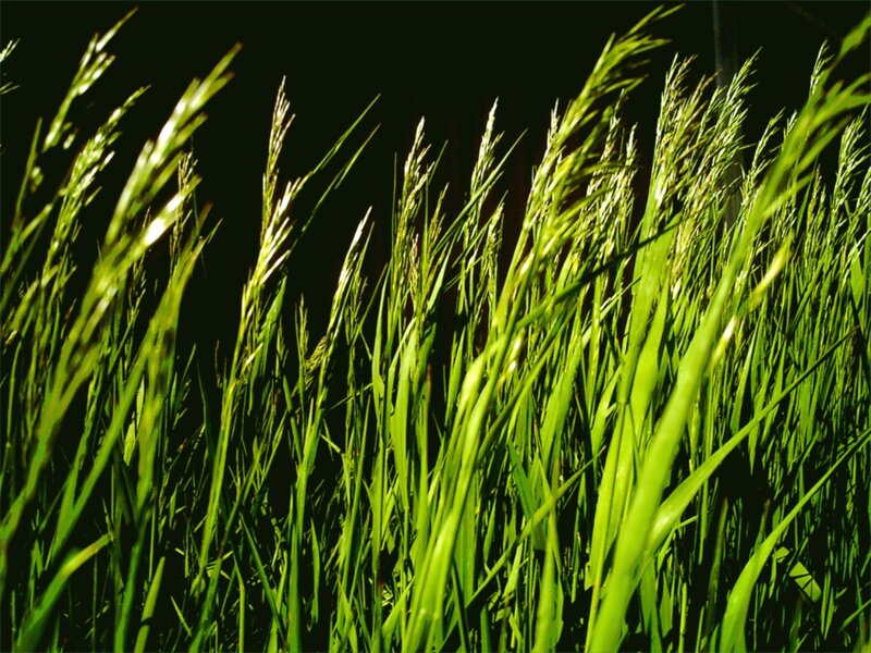 Green Grass Blades — Dramatic, Night