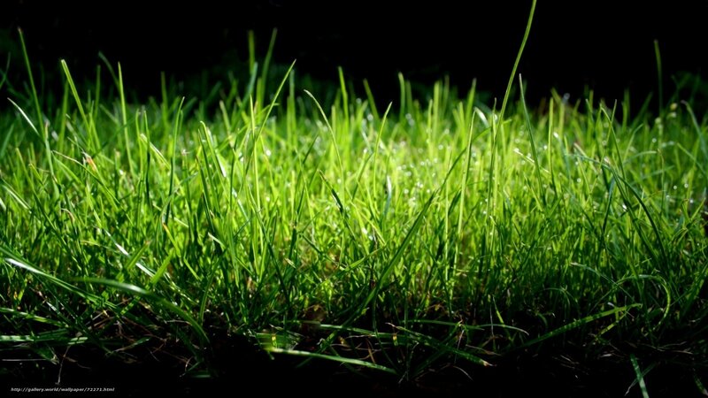 Green Grass Blades — Dramatic