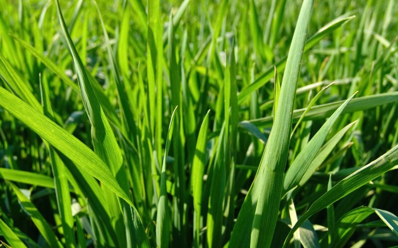 Green Grass Blades — Field