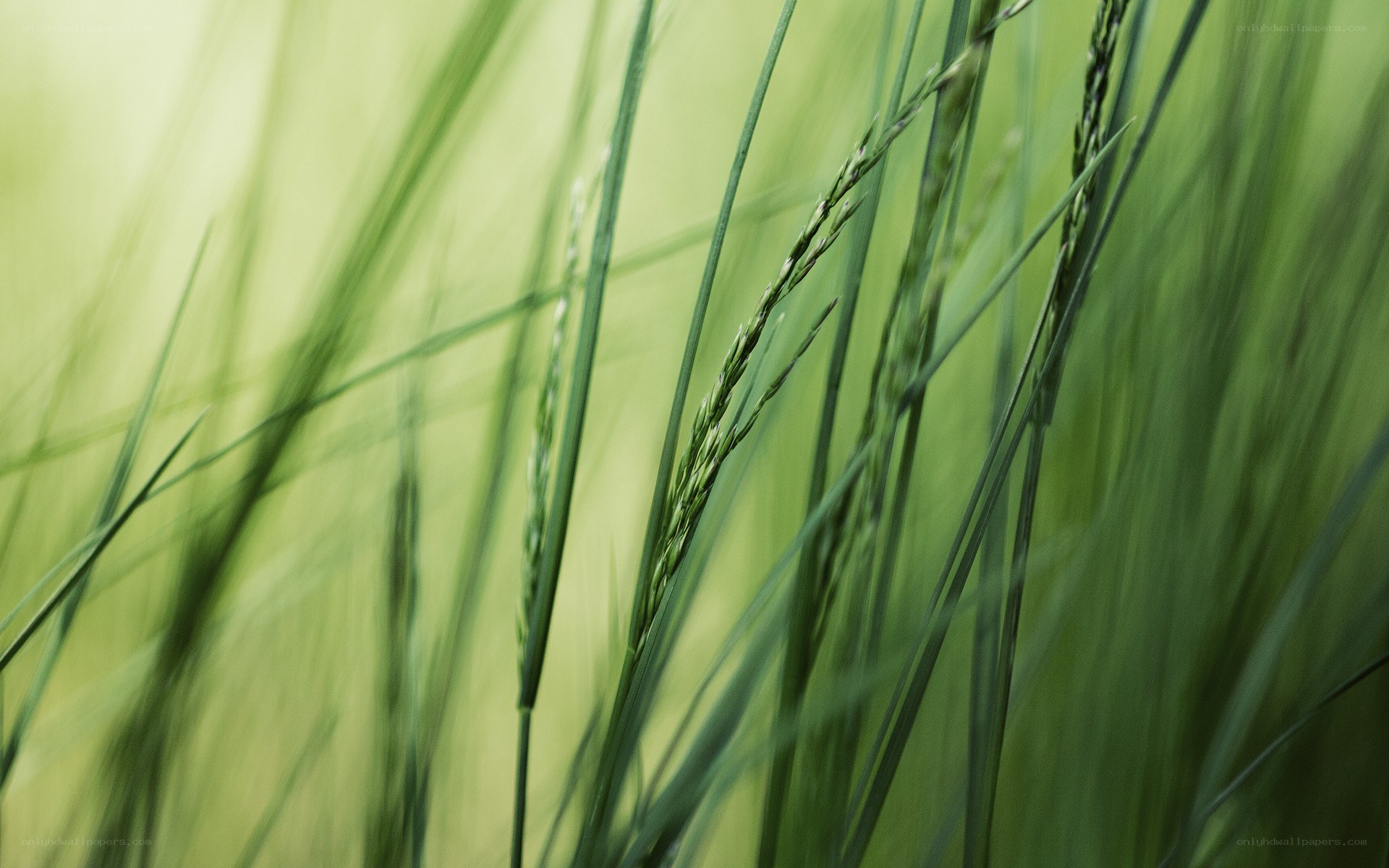 green grass blades in field