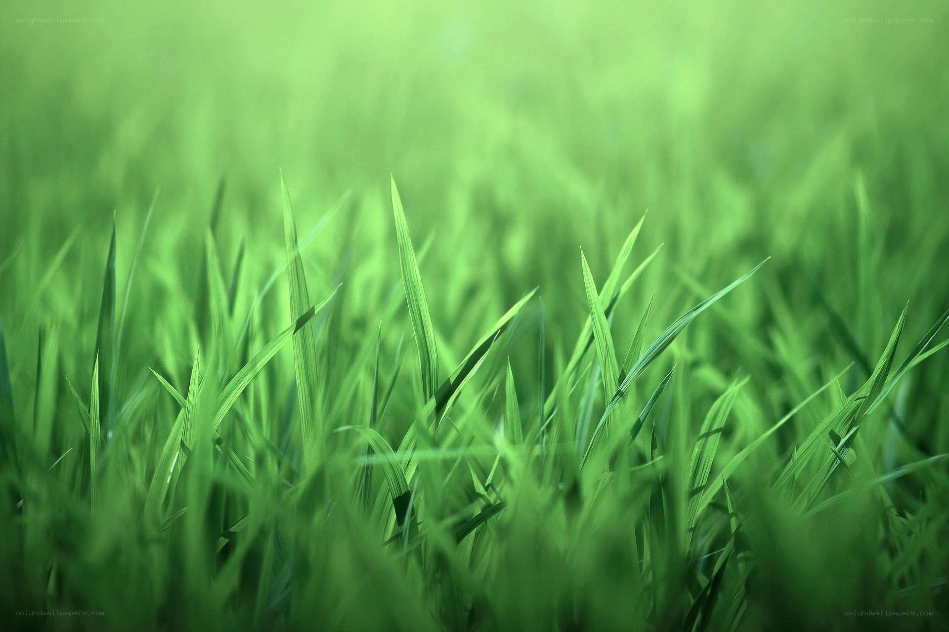 green grass blades in field