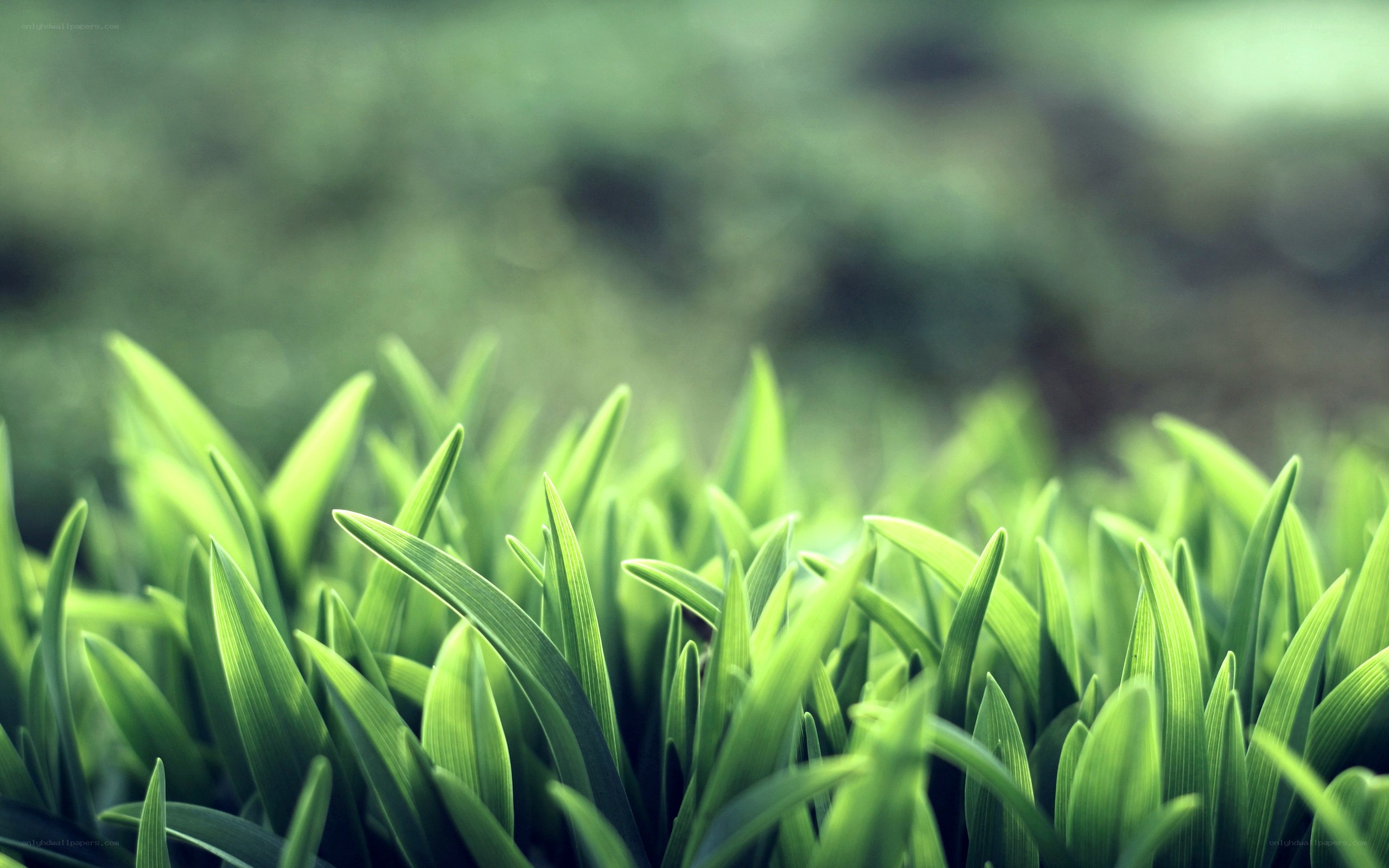 green grass blades in focus