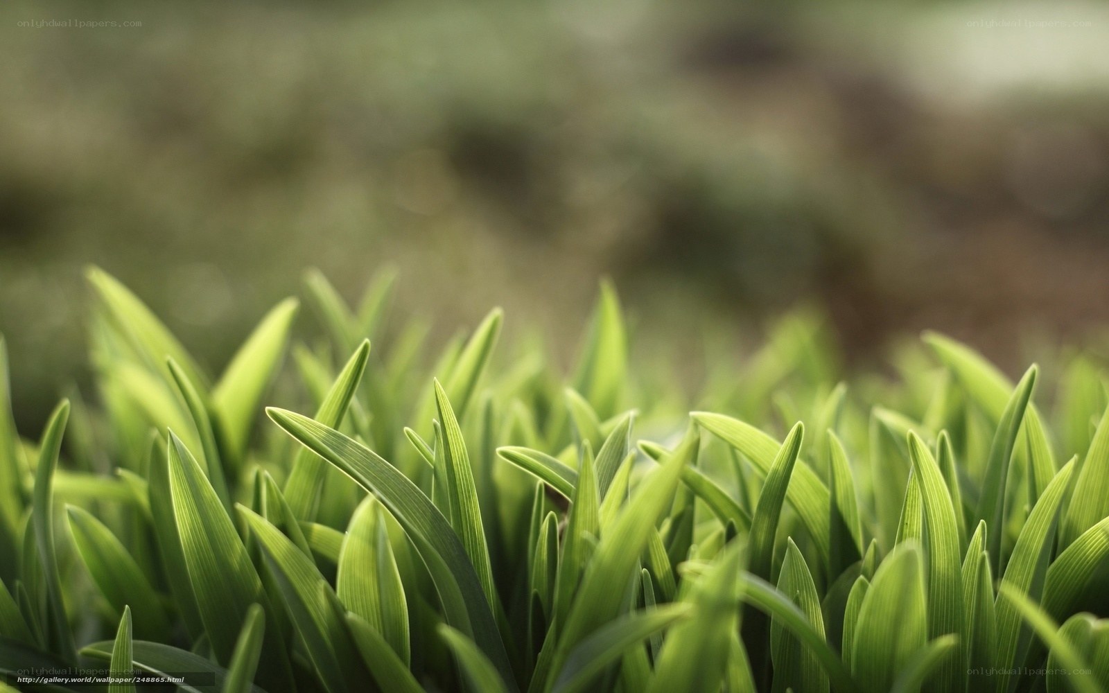 green grass blades in focus