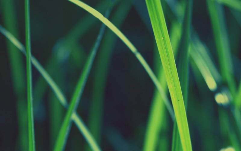 green grass blades in focus