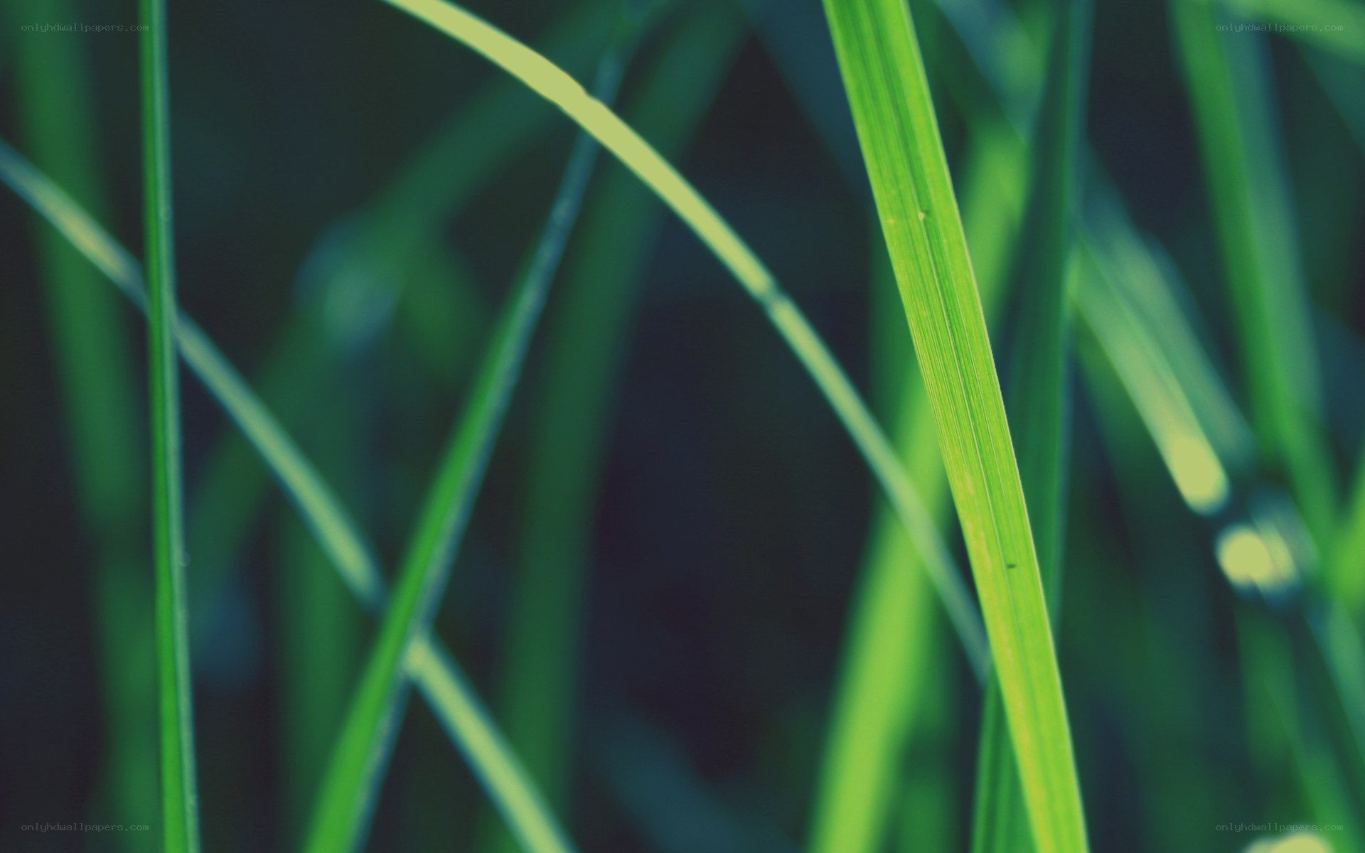 green grass blades in focus