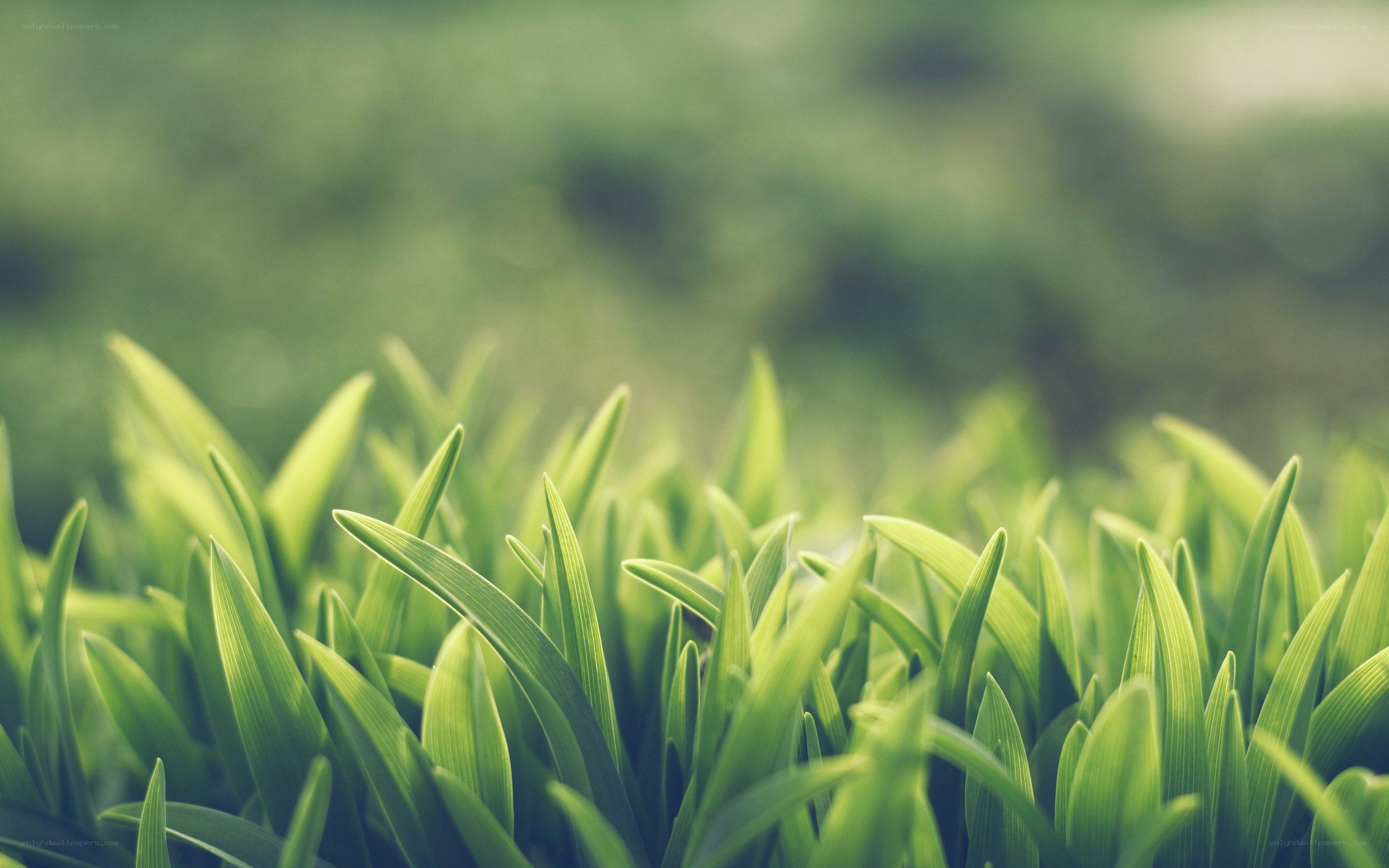 green grass blades in focus