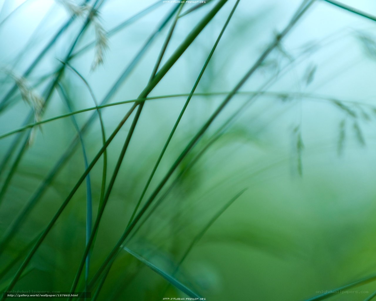 Green grass blades in focus