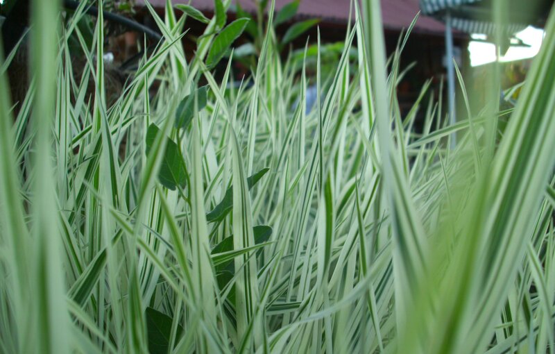 green grass blades in garden