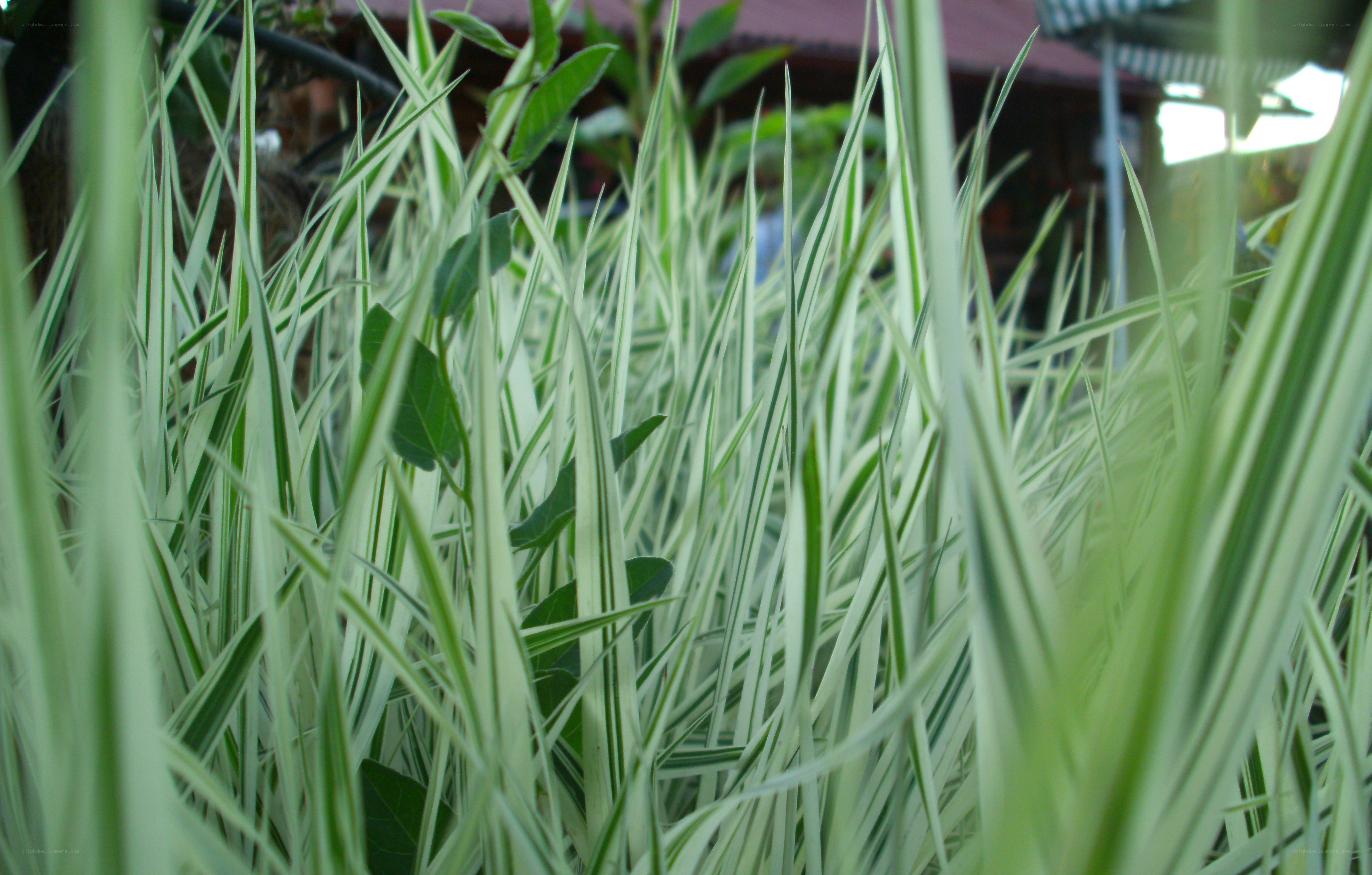 green grass blades in garden