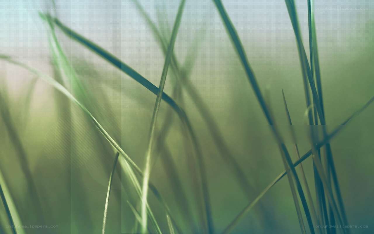 Green grass blades in soft focus