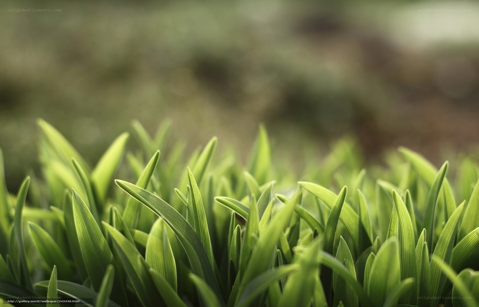 Green grass blades in sunlight