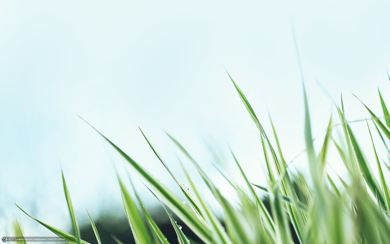 Green grass blades in sunlight