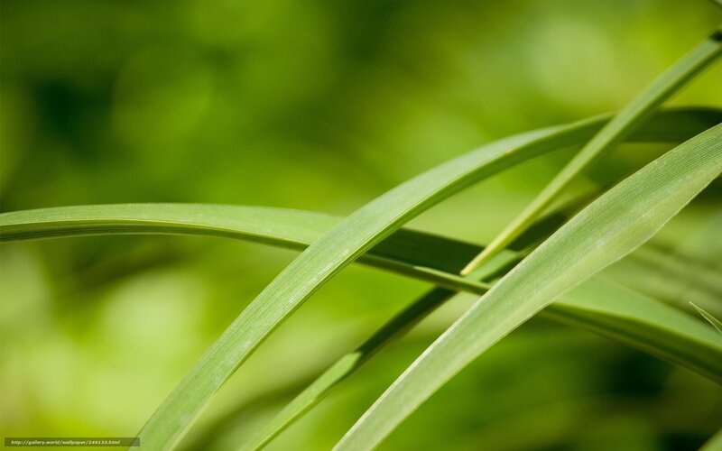 Green grass blades in sunlight