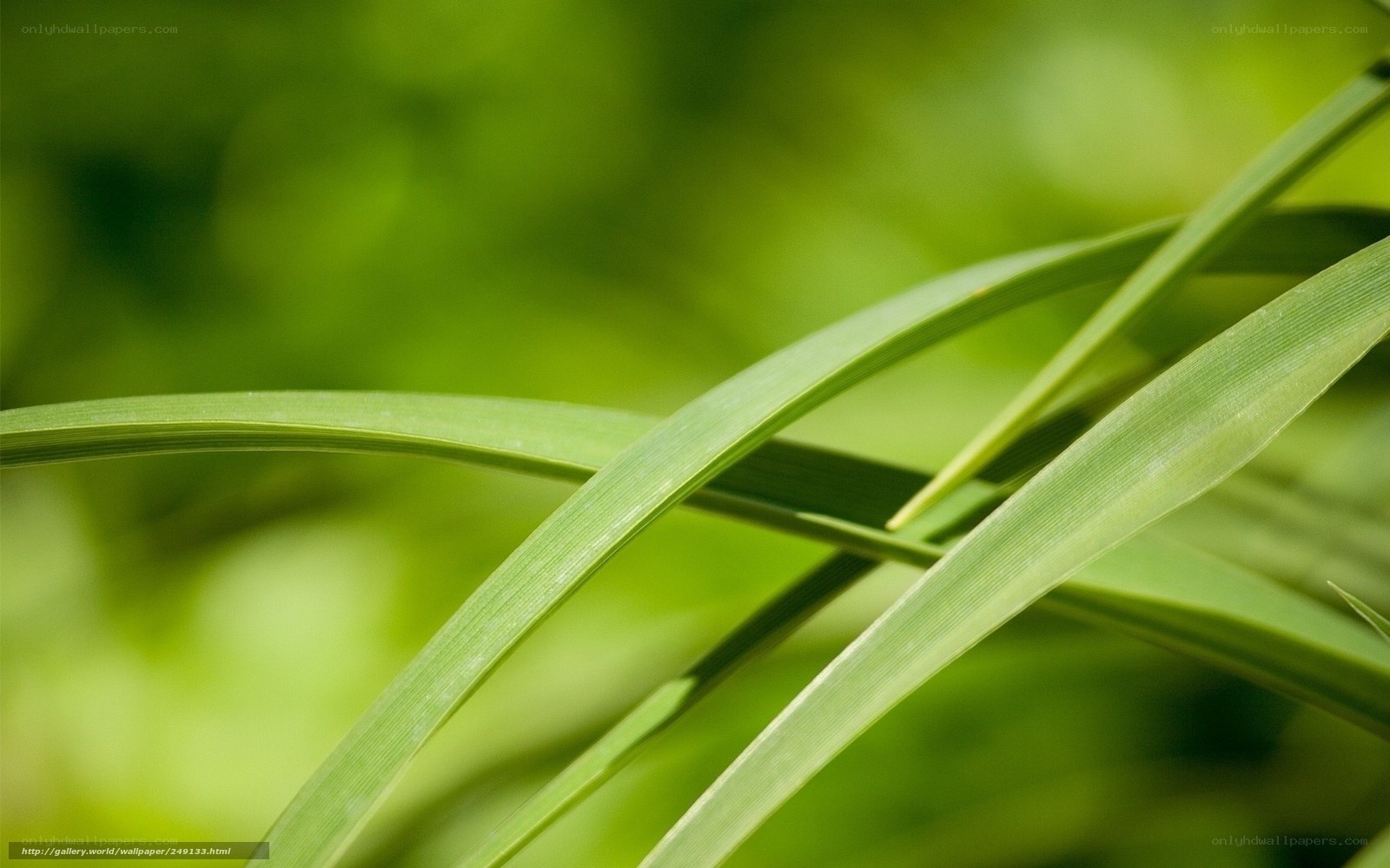 Green grass blades in sunlight