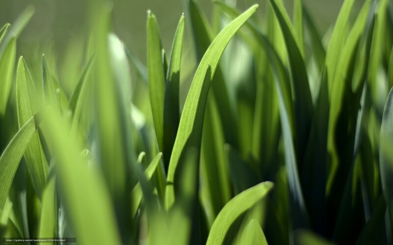 Green grass blades in sunlight