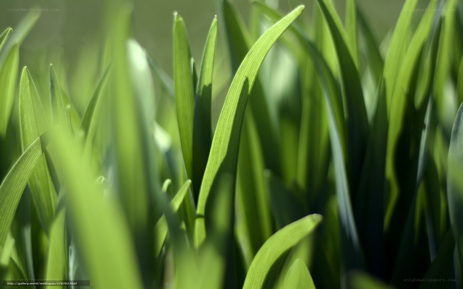 Green grass blades in sunlight