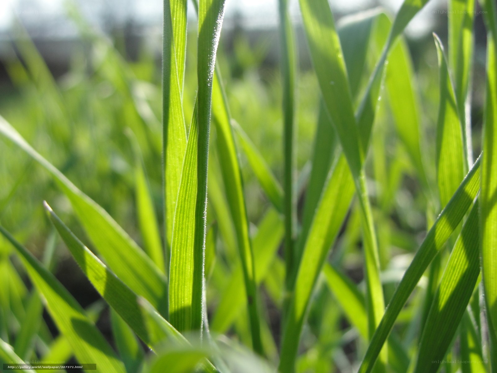 Green grass blades in sunlight