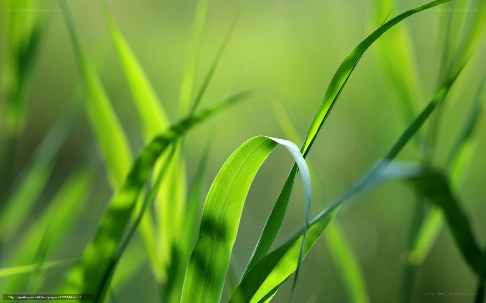 Green grass blades in sunlight