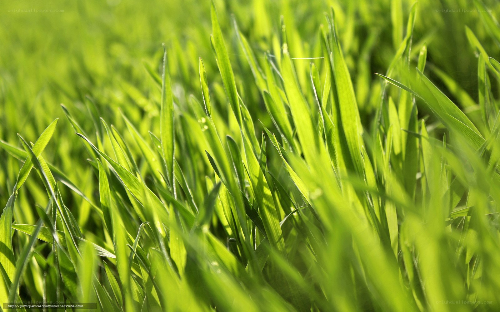 Green grass blades in sunlight