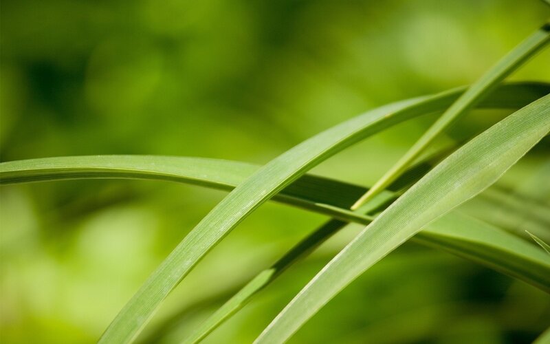 Green grass blades in sunlight
