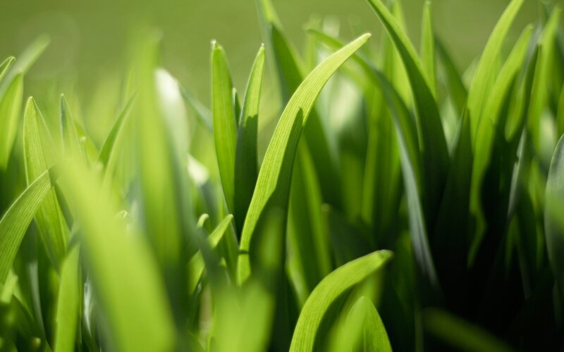 Green grass blades in sunlight