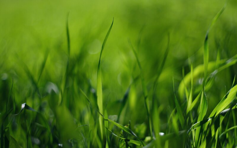 Green grass blades in sunlight