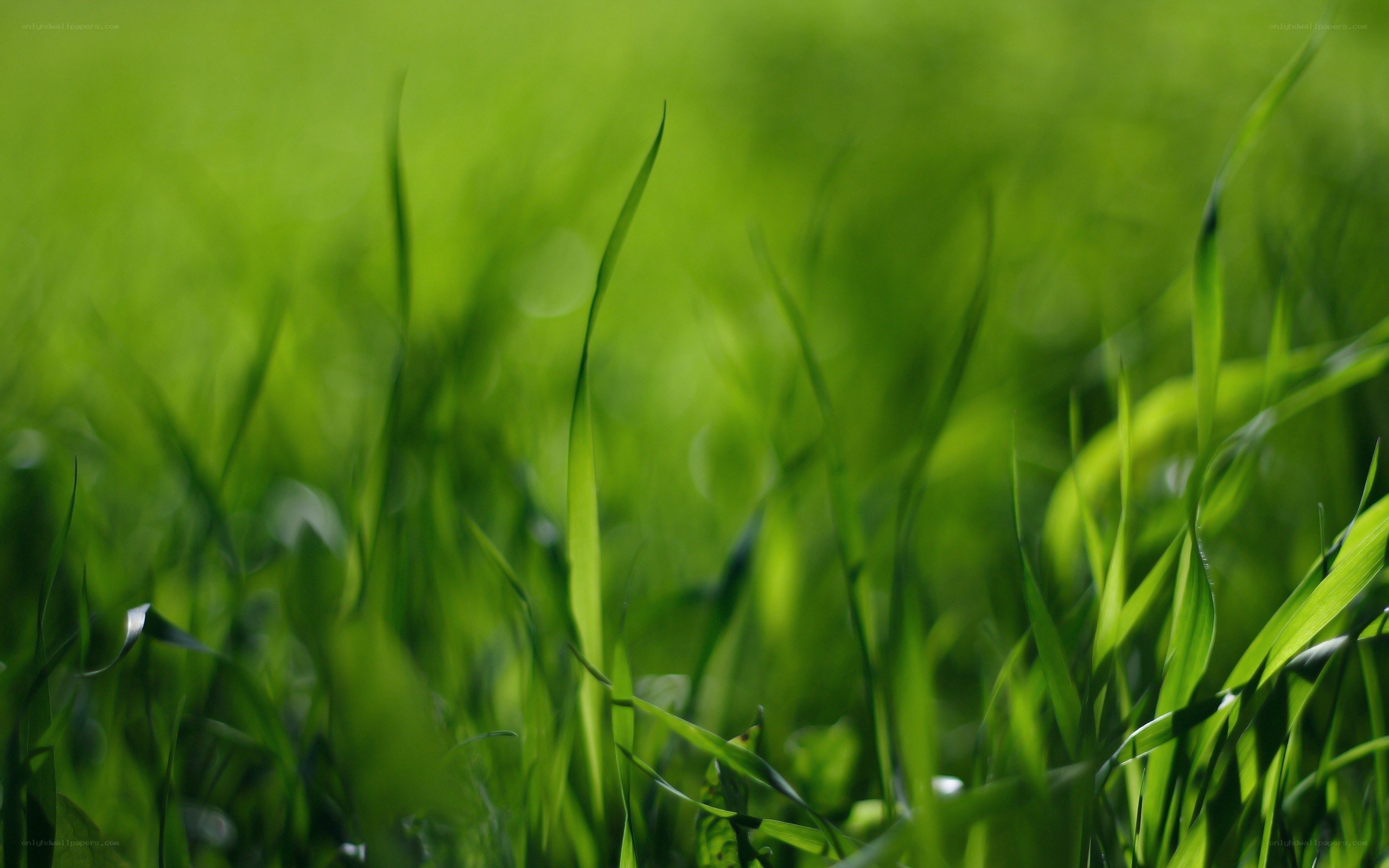Green grass blades in sunlight