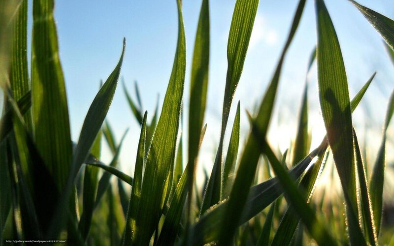 Green grass blades in sunlight