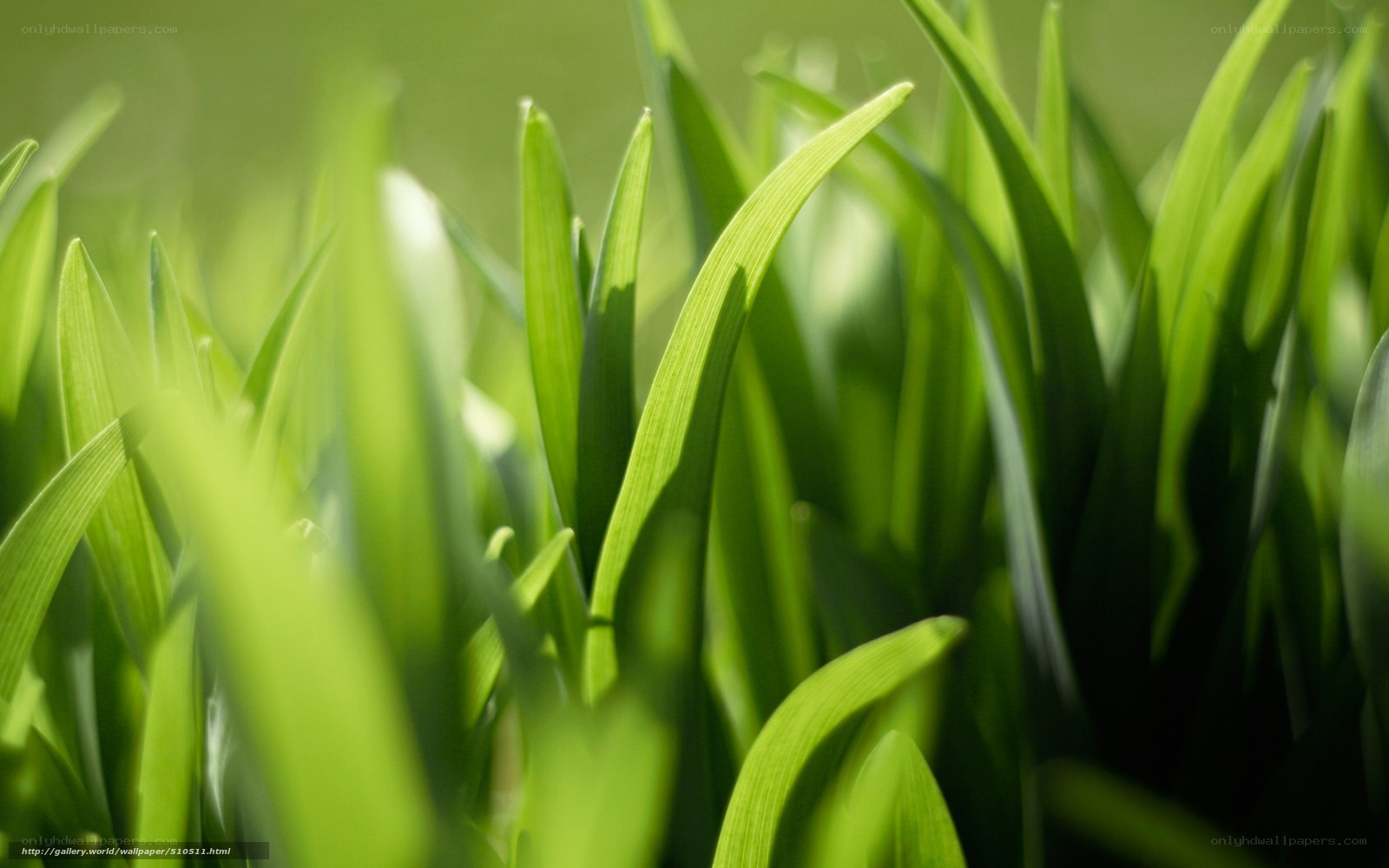 Green grass blades in sunlight