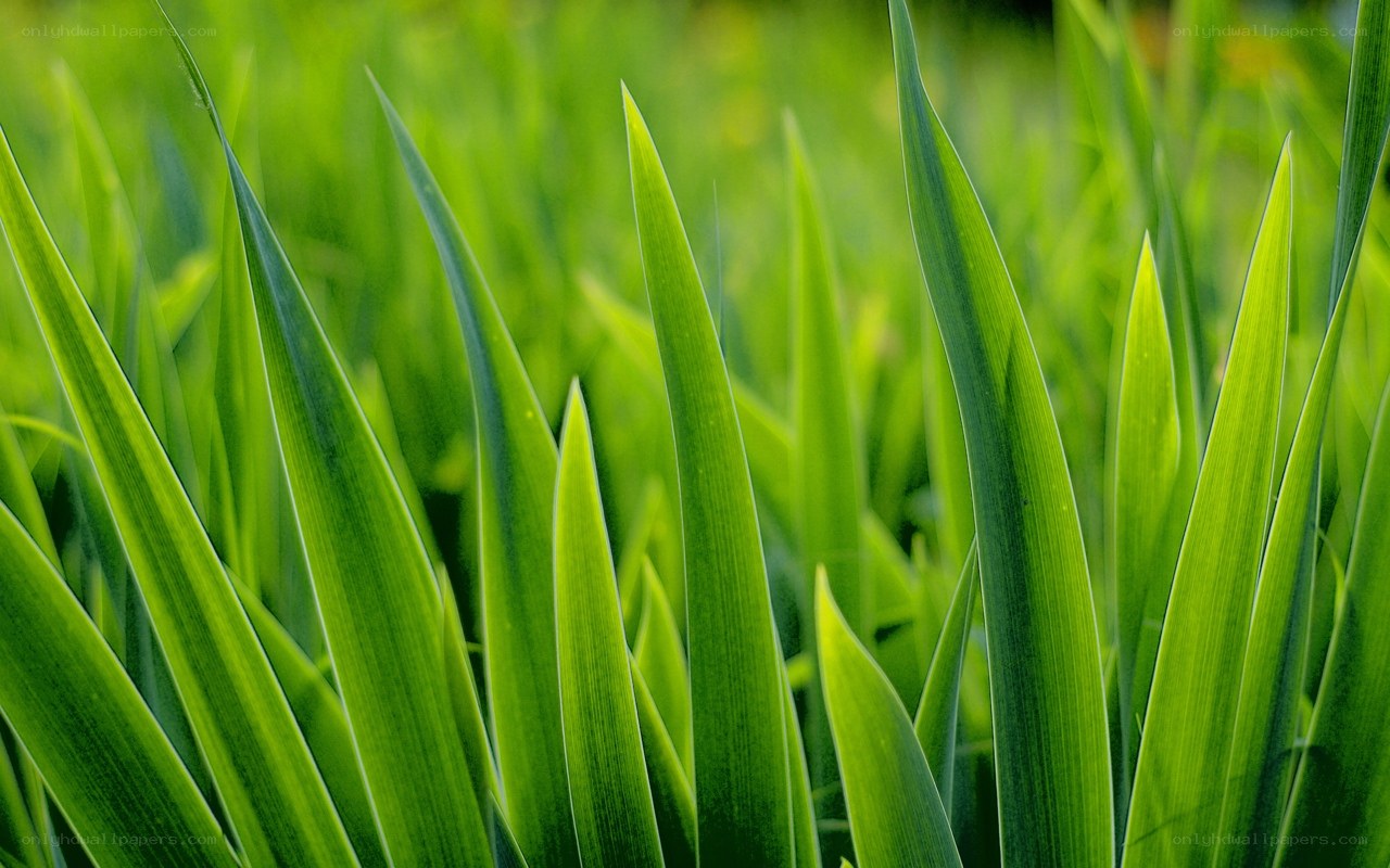Green grass blades in sunlight