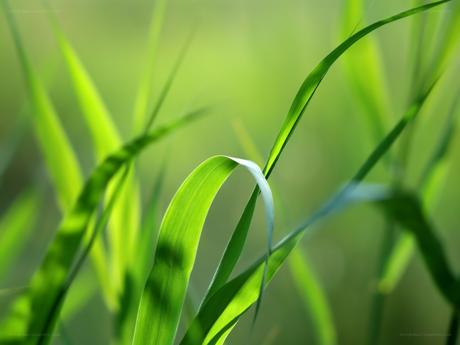 Green grass blades in sunlight