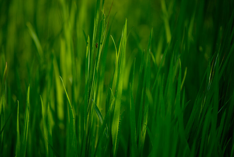 Green grass blades in sunlight