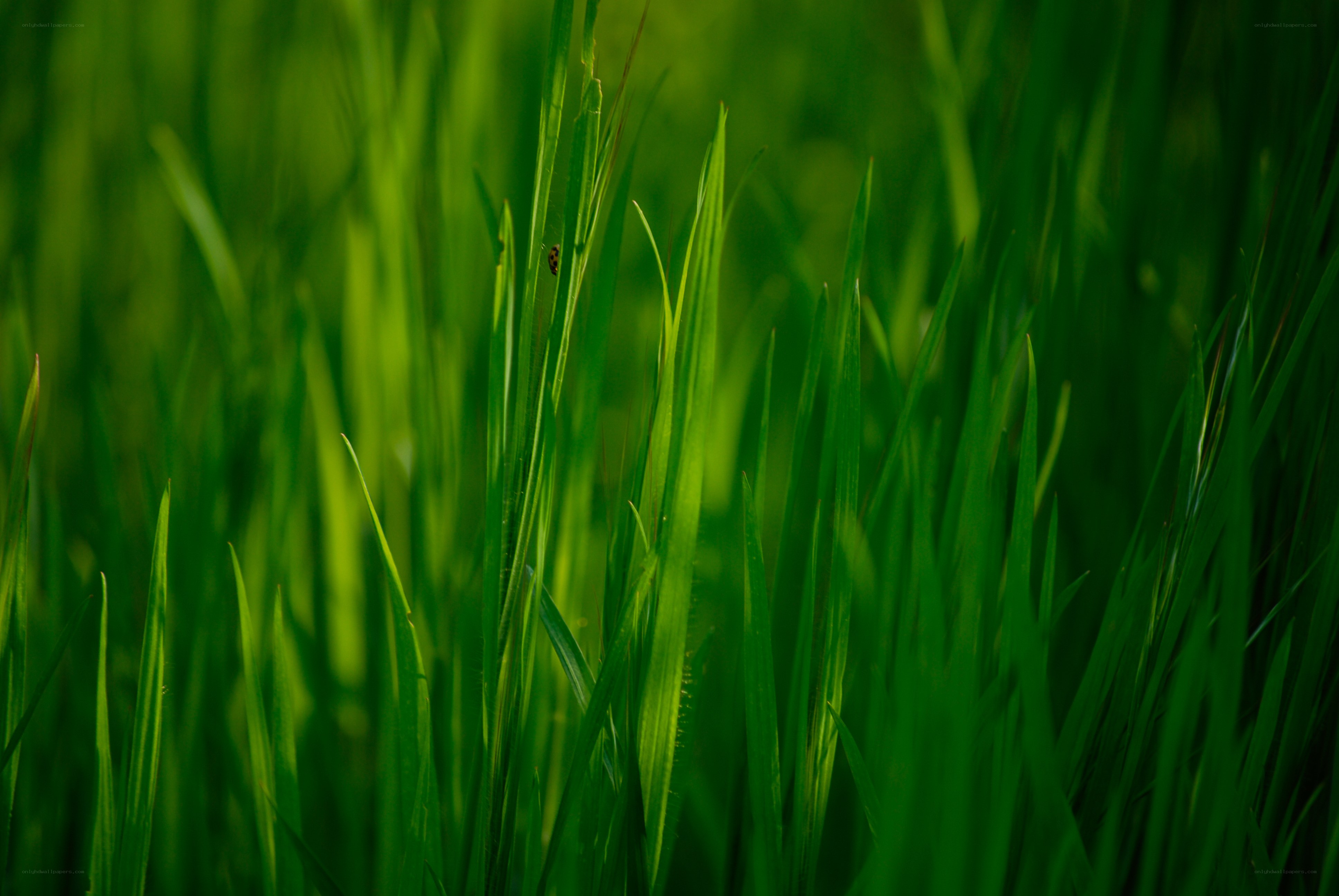 Green grass blades in sunlight