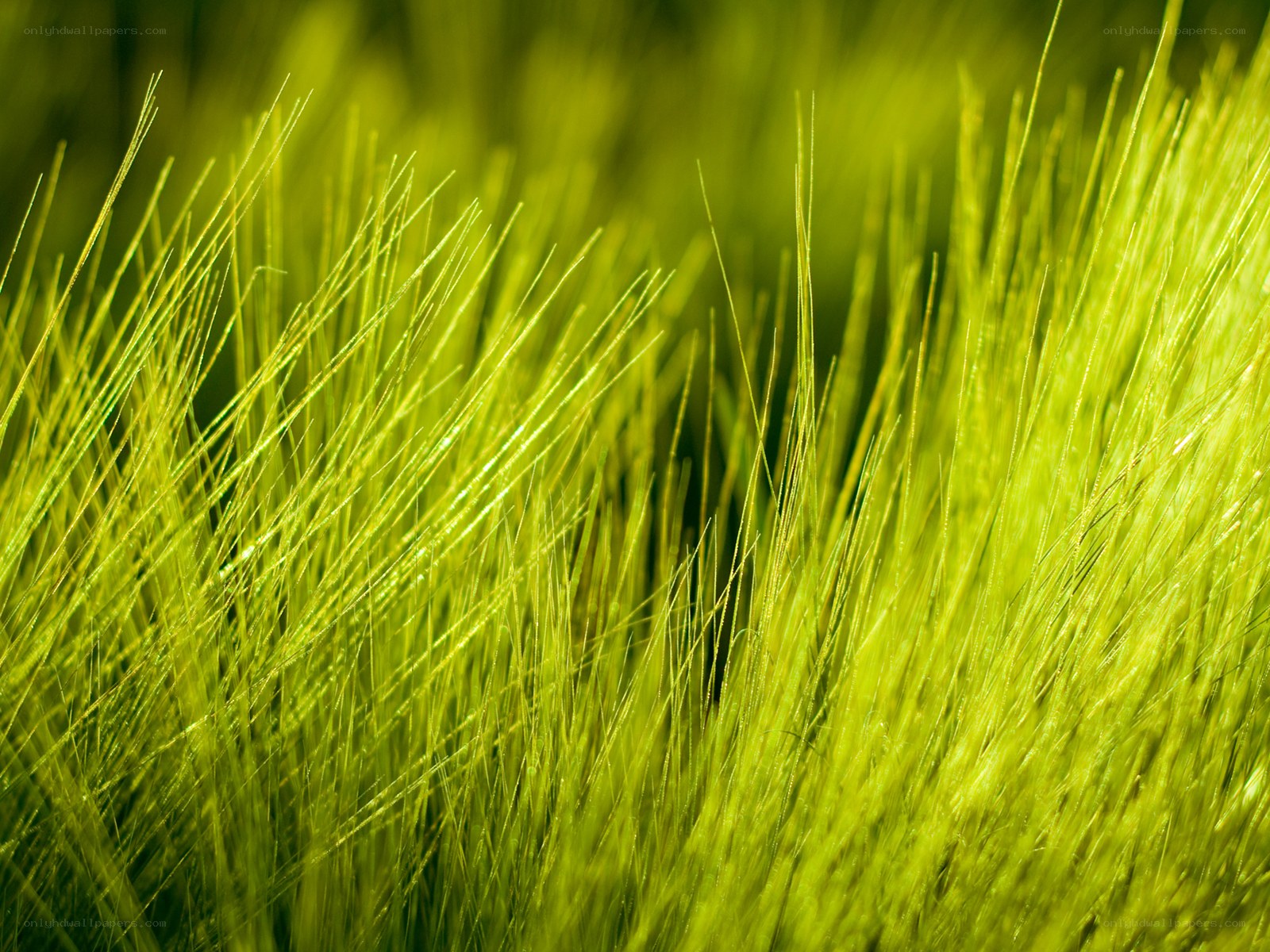 Green grass blades in sunlight