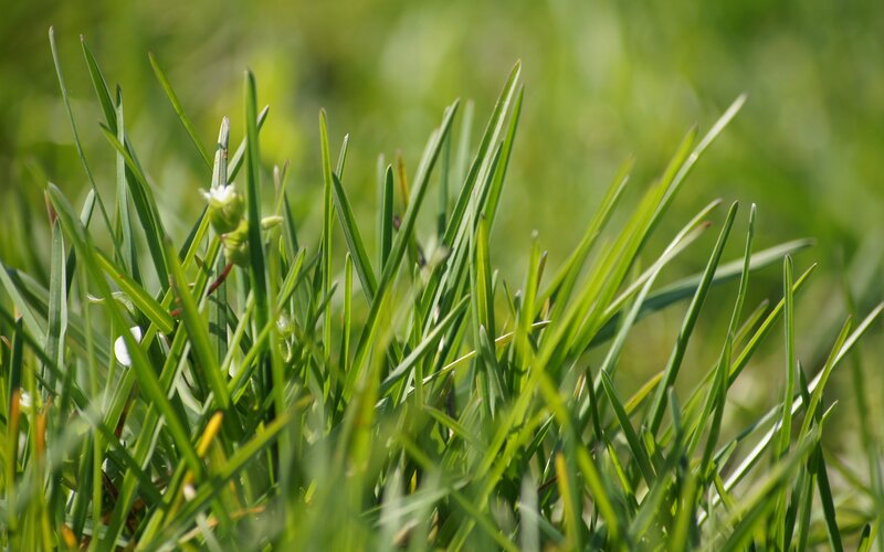 green grass blades in sunlight